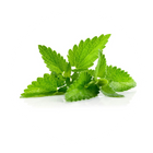 ES: Extracto de melisa | EN: Lemon balm extract | PT: Extrato de erva-cidreira | IT: Estratto di melissa | DE: Melissenextrakt | NL: Citroenmelisse-extract