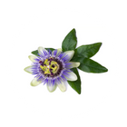 ES: Extracto de pasiflora | EN: Passion flower extract | PT: Extrato de flor-da-paixão | IT: Estratto di passiflora | DE: Passionsblumenextrakt | NL: Passiebloem-extract